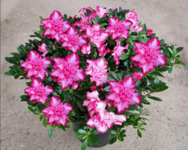 杜鹃花在家里怎样才能养好