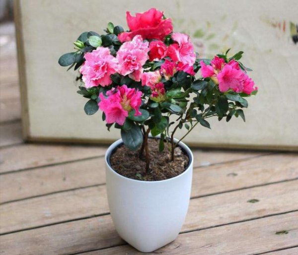 杜鹃花在家里怎样才能养好