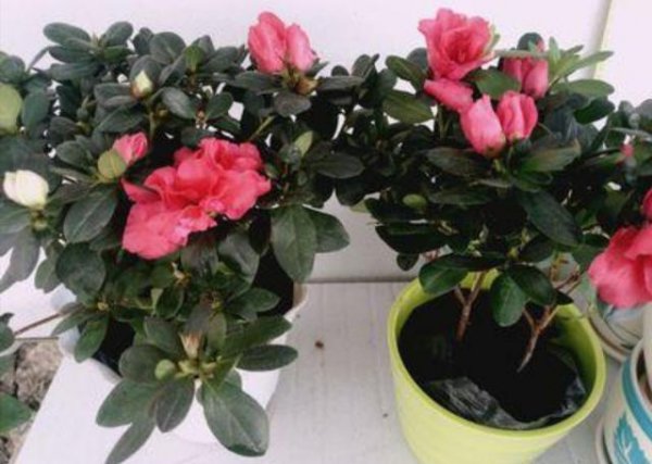 杜鹃花在家里怎样才能养好