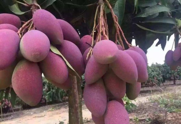 芒果开花期如何管理授粉