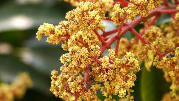 芒果开花期如何管理授粉