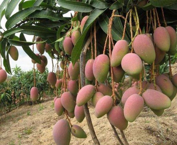 芒果开花期如何管理授粉