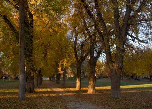 哈尔滨的市树是什么树