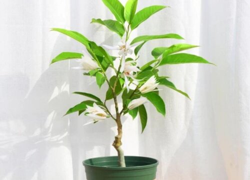 白兰花什么时候扦插最好