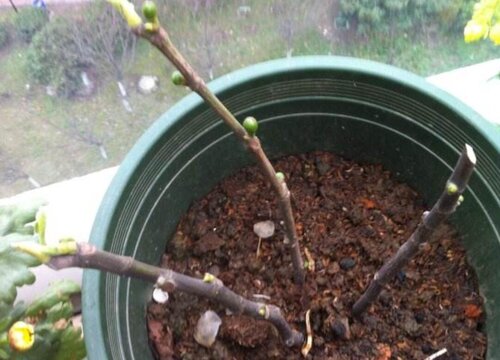 白兰花什么时候扦插最好