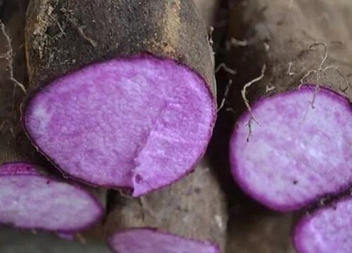 紫山药怎么种植