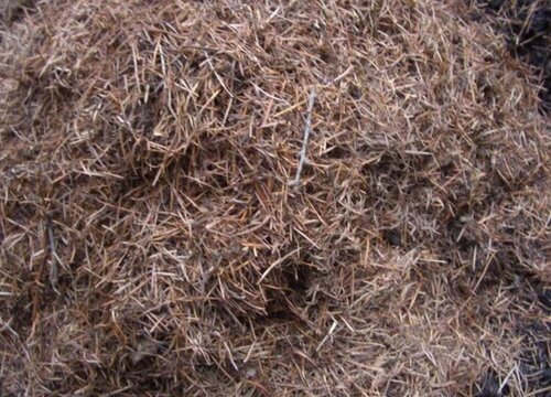 松针可以做花土吗