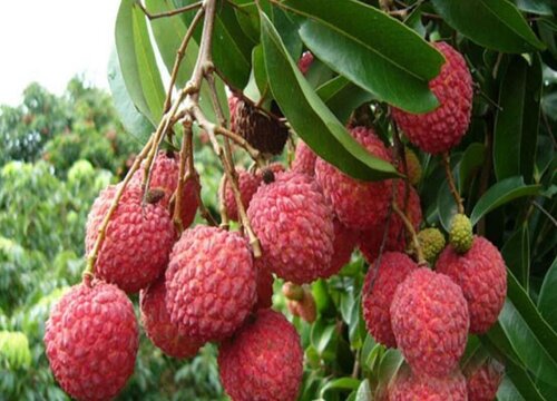 糖分高的水果有哪些