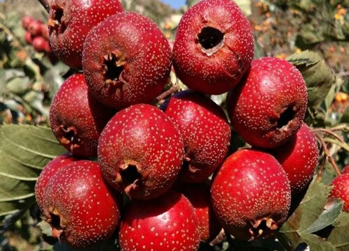 糖分高的水果有哪些