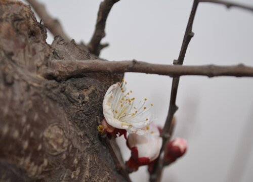 杏花花期是什么时候