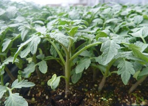 西红柿如何剪枝才能多结果