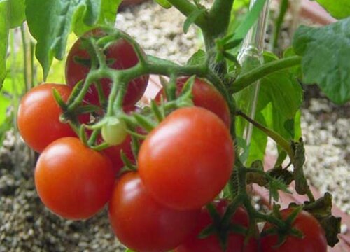 西红柿如何剪枝才能多结果