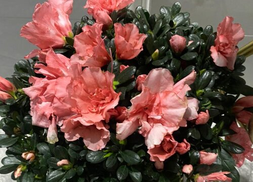 杜鹃花怎么过冬天