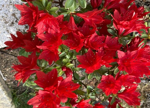 杜鹃花怎么过冬天