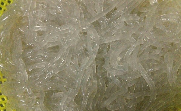 泡粉条用开水还是冷水