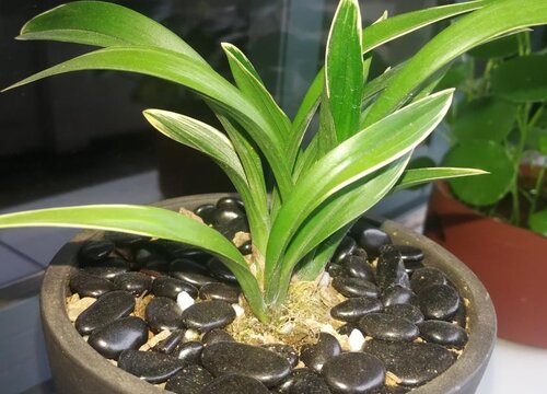 兰花冒花芽需要具备哪些条件