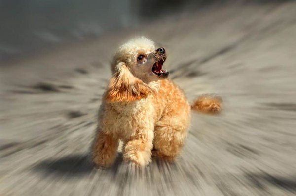 贵宾犬的优点和缺点