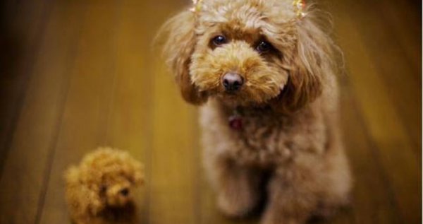 贵宾犬的优点和缺点