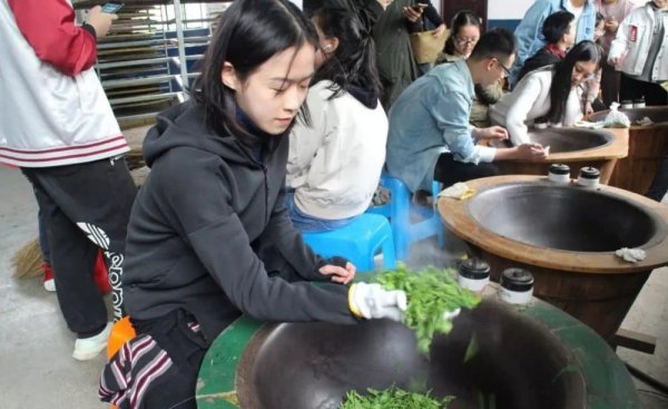 茶学专业出来都干嘛了