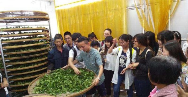 茶学专业出来都干嘛了