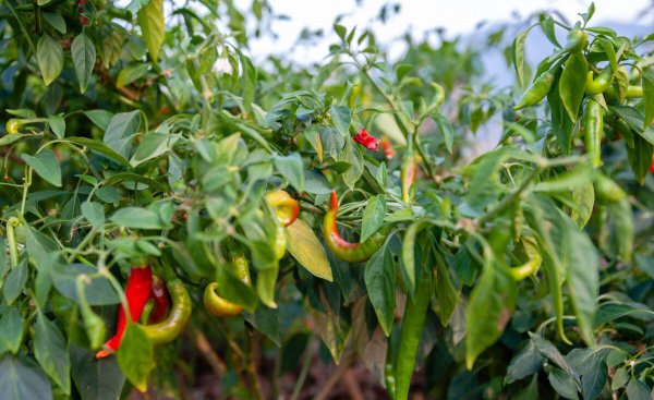 种的辣椒用肥料