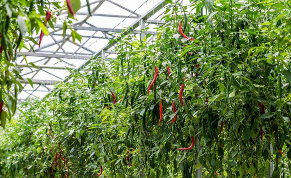 种的辣椒用肥料
