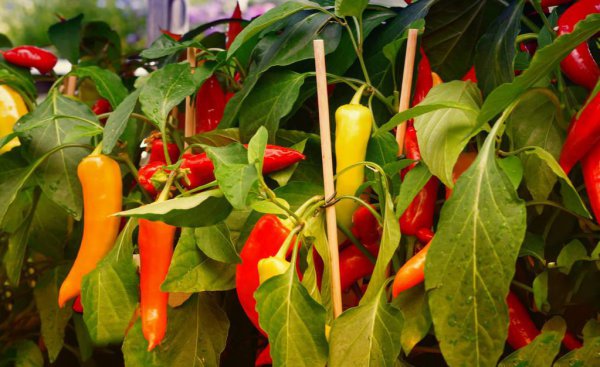 种的辣椒用肥料