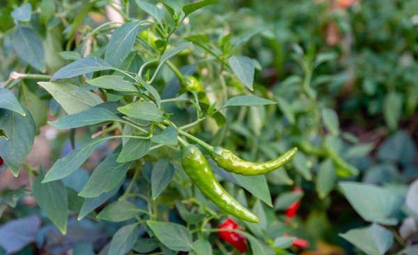 种的辣椒用肥料