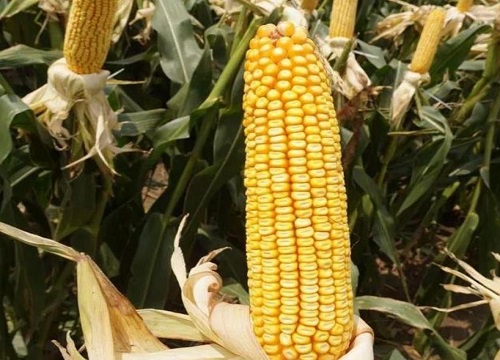 2023年种什么玉米品种好