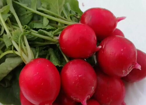 沙拉菜有几种蔬菜图片