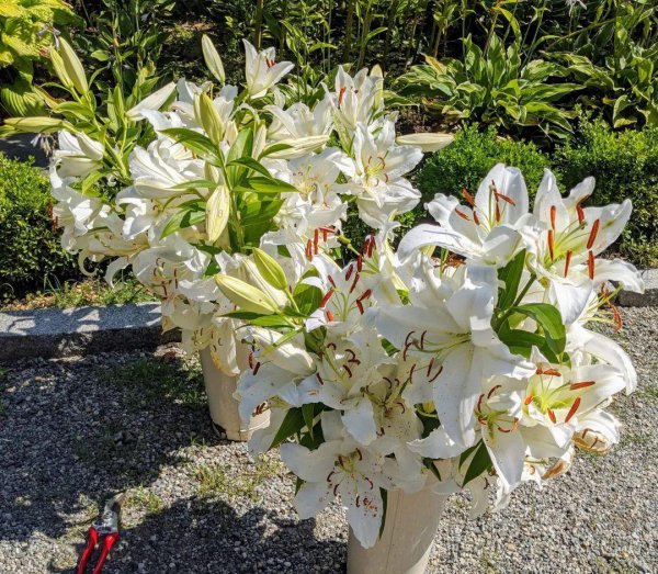 绿色洋桔梗花语是什么