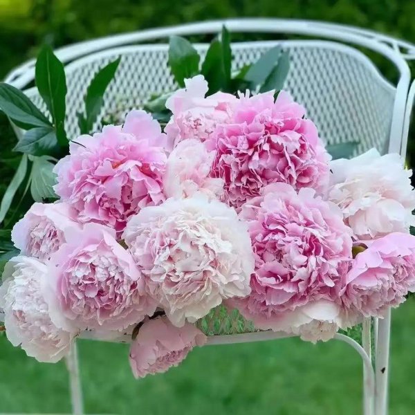 绿色洋桔梗花语是什么