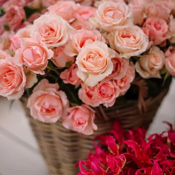 绿色洋桔梗花语是什么