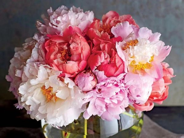 绿色洋桔梗花语是什么