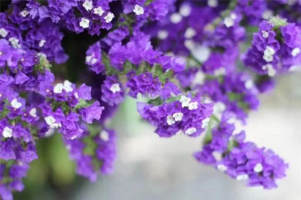 绿色洋桔梗花语是什么