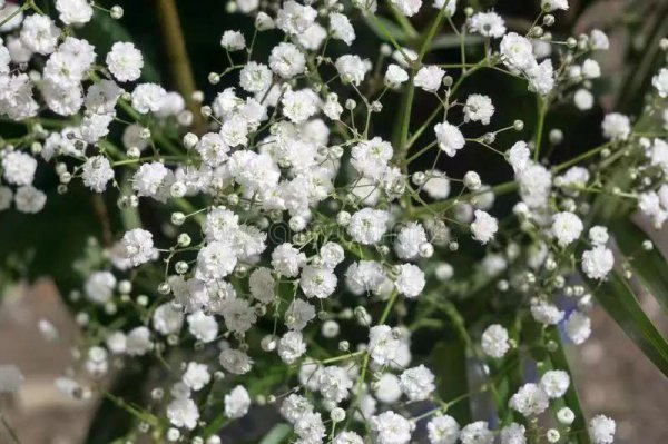 绿色洋桔梗花语是什么