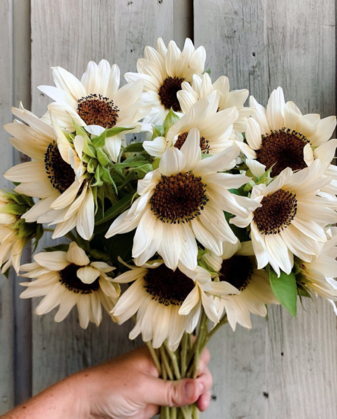 绿色洋桔梗花语是什么