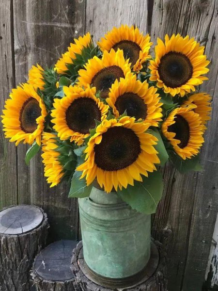 绿色洋桔梗花语是什么