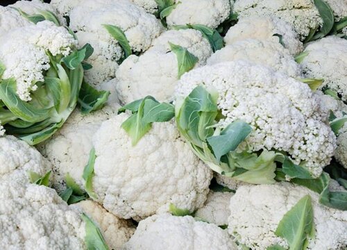 松花菜的种植方法和时间