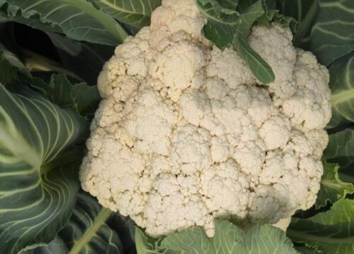 松花菜的种植方法和时间