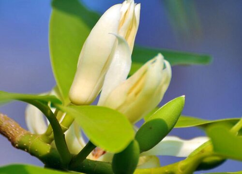 白兰花用高盆还是矮盆好