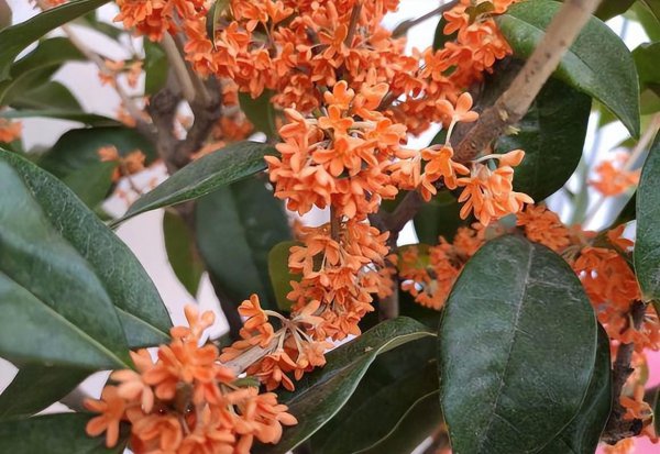 桂花树用什么肥料最好