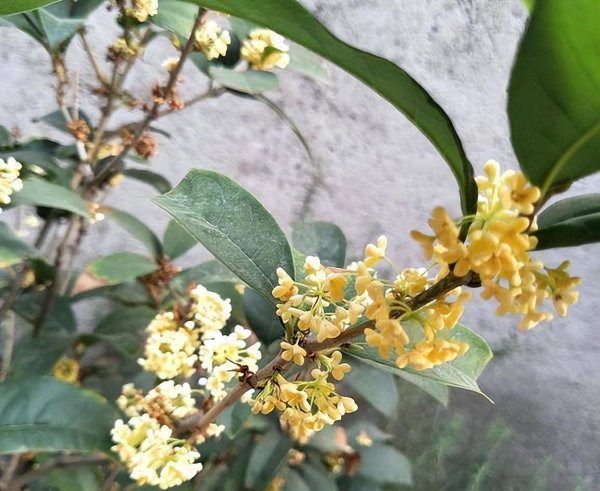 桂花树用什么肥料最好