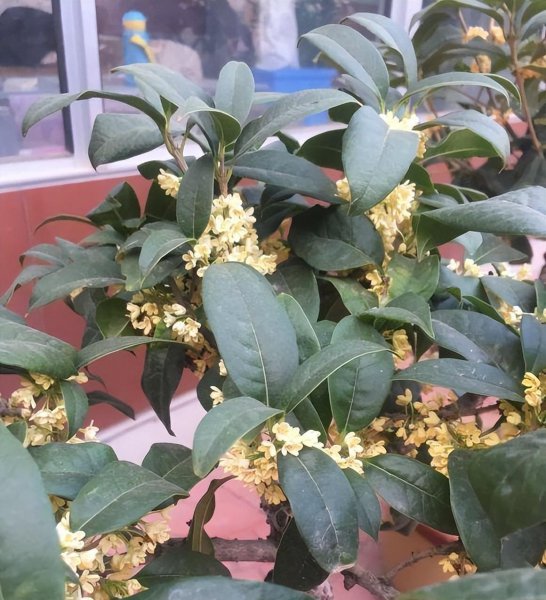 桂花树用什么肥料最好