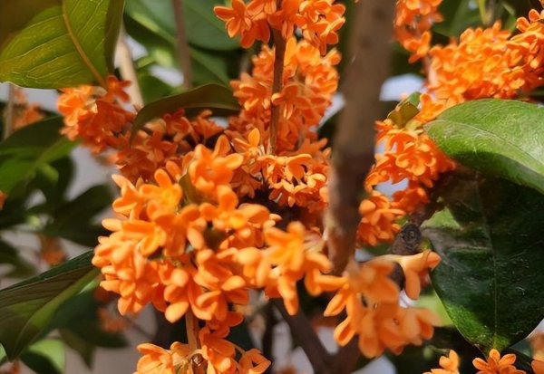 桂花树用什么肥料最好