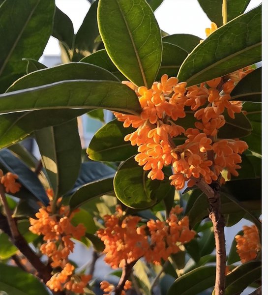 桂花树用什么肥料最好