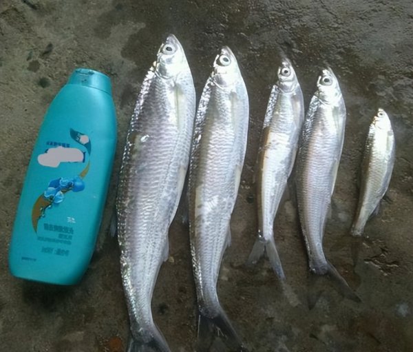 常说的白条是什么鱼