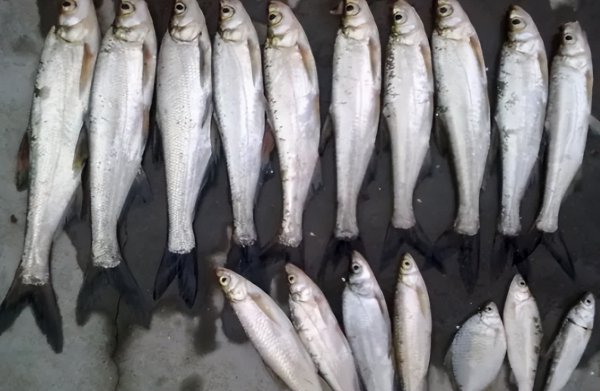 常说的白条是什么鱼