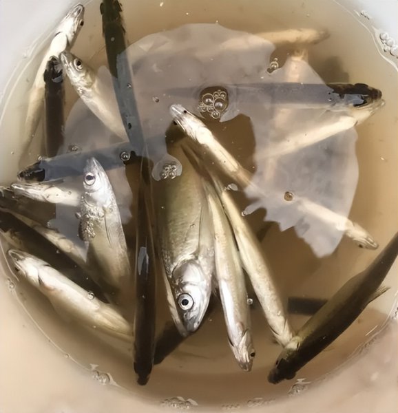 常说的白条是什么鱼