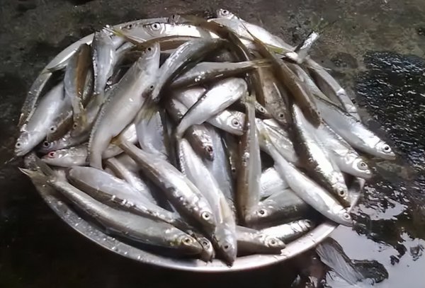 常说的白条是什么鱼